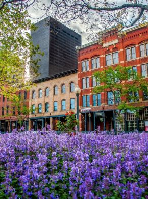 Historic buildings in downtown Denver near The Windsor with a mix of red and beige facades behind a vibrant field of purple flowers and lush green trees.