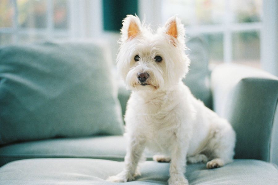 Cute small white terrier dog sitting on grey couch