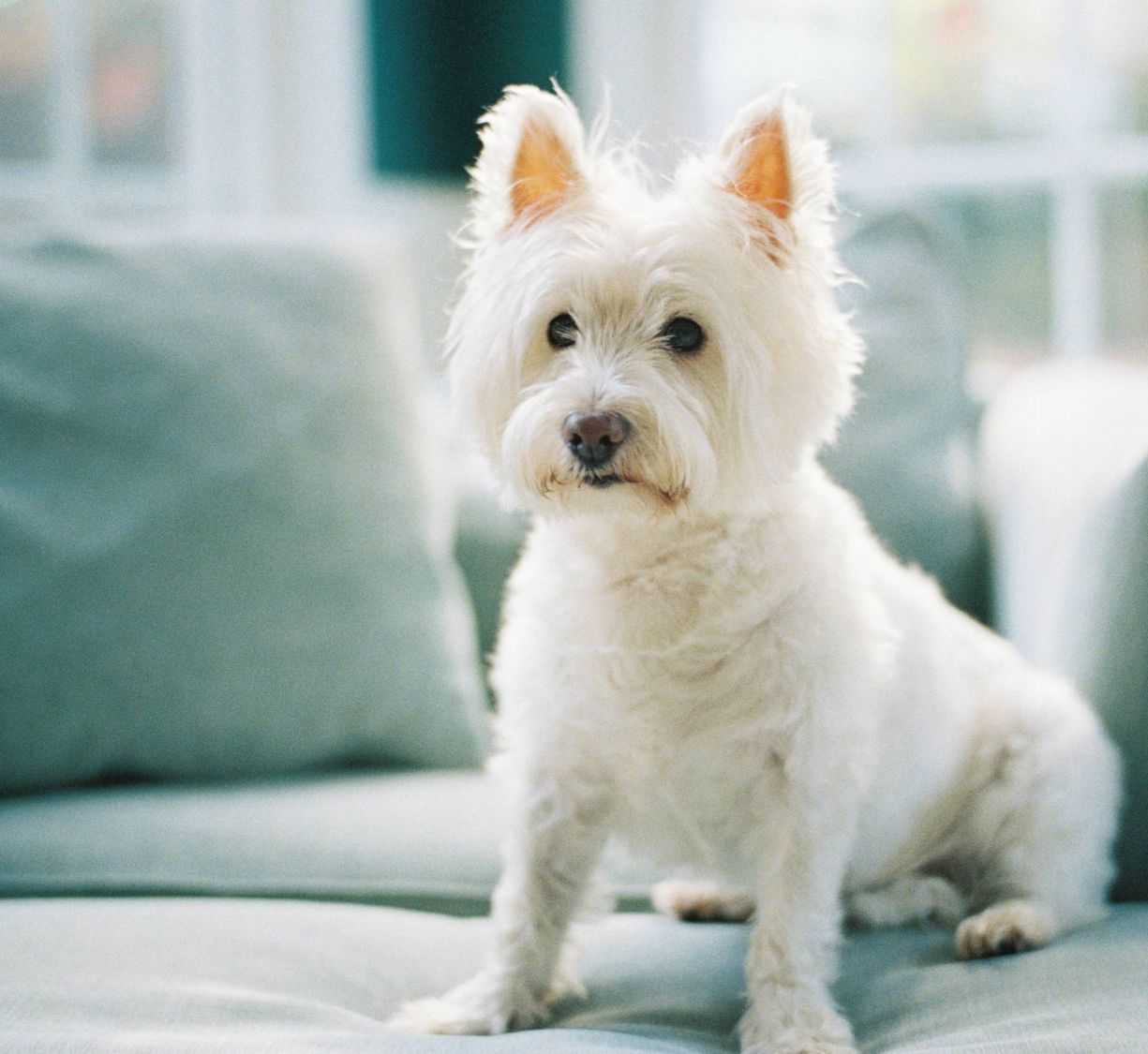 Cute small white terrier dog sitting on grey couch